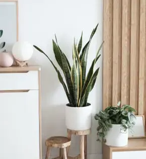 Mayorlisting About Image 2